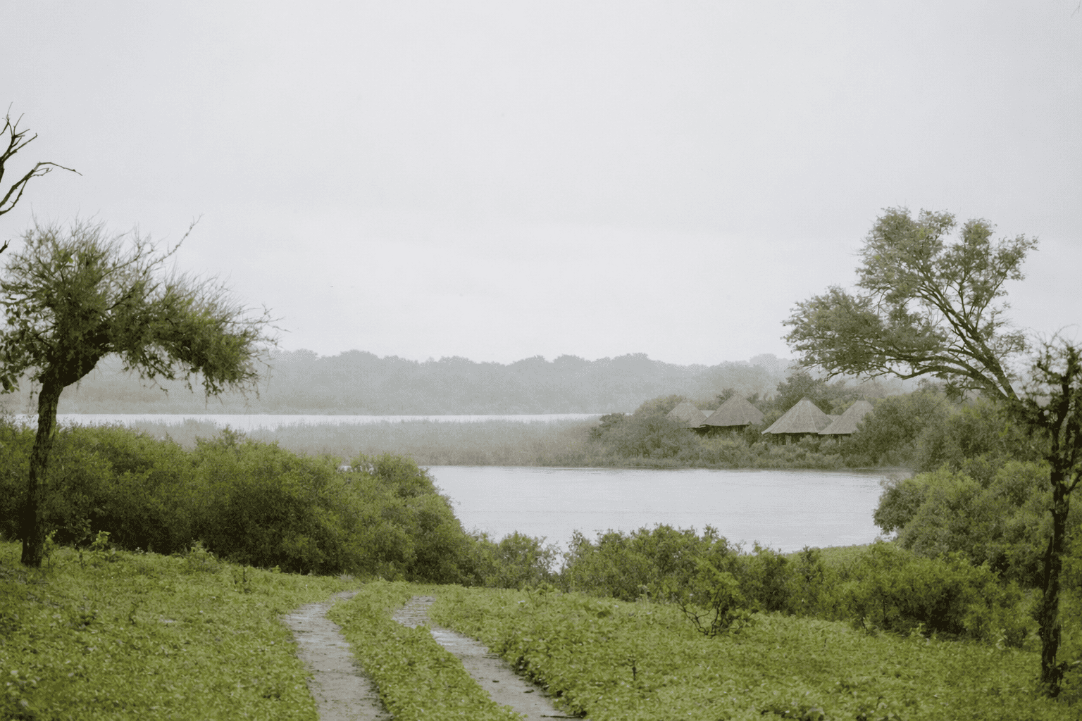 Serene lakeside landscape with trees and a dirt path in a natural setting.