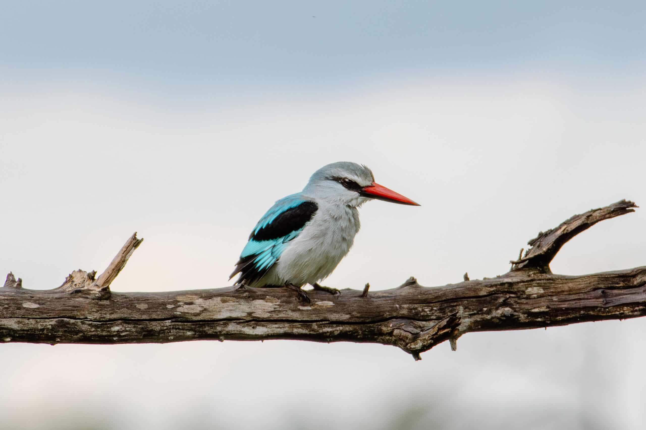 Kingfisher bird perched on a branch with a cloudy sky background.